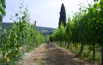 il chianti